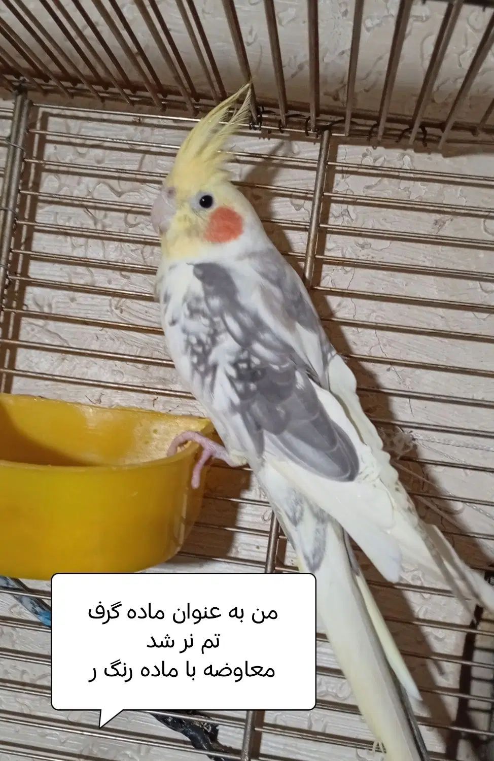 عروس هلندی نر معاوضه باماده|پرنده|کرج, شهرک طالقانی|دیوار