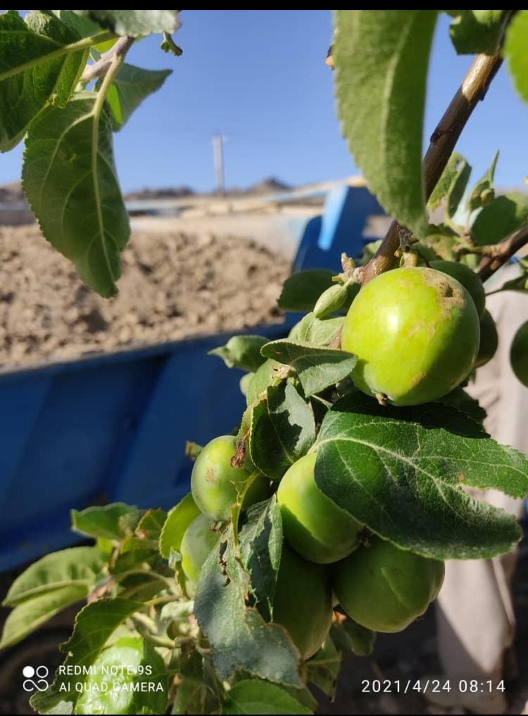 خاک باغچه 100٪ تضمینی و شیرین گوربند.و کود گاوی|خدمات باغبانی و درختکاری|زاهدان, |دیوار