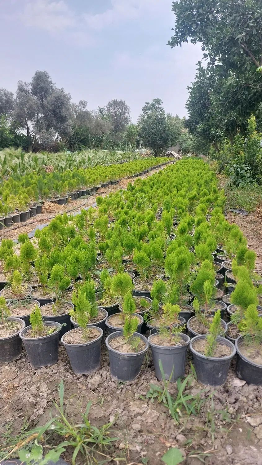 فروش انواع گیاهان بیرونی.پالم.سرو ناز.نخل.یوکا|خدمات باغبانی و درختکاری|گرگان, |دیوار