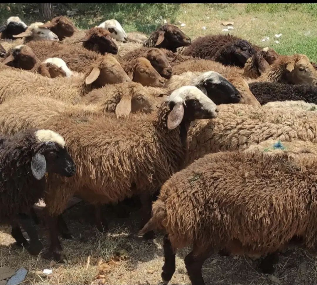 پخش گوسفند زنده همه روزه در کل طهران بدون تعطیلی|حیوانات مزرعه|تهران, بریانک|دیوار