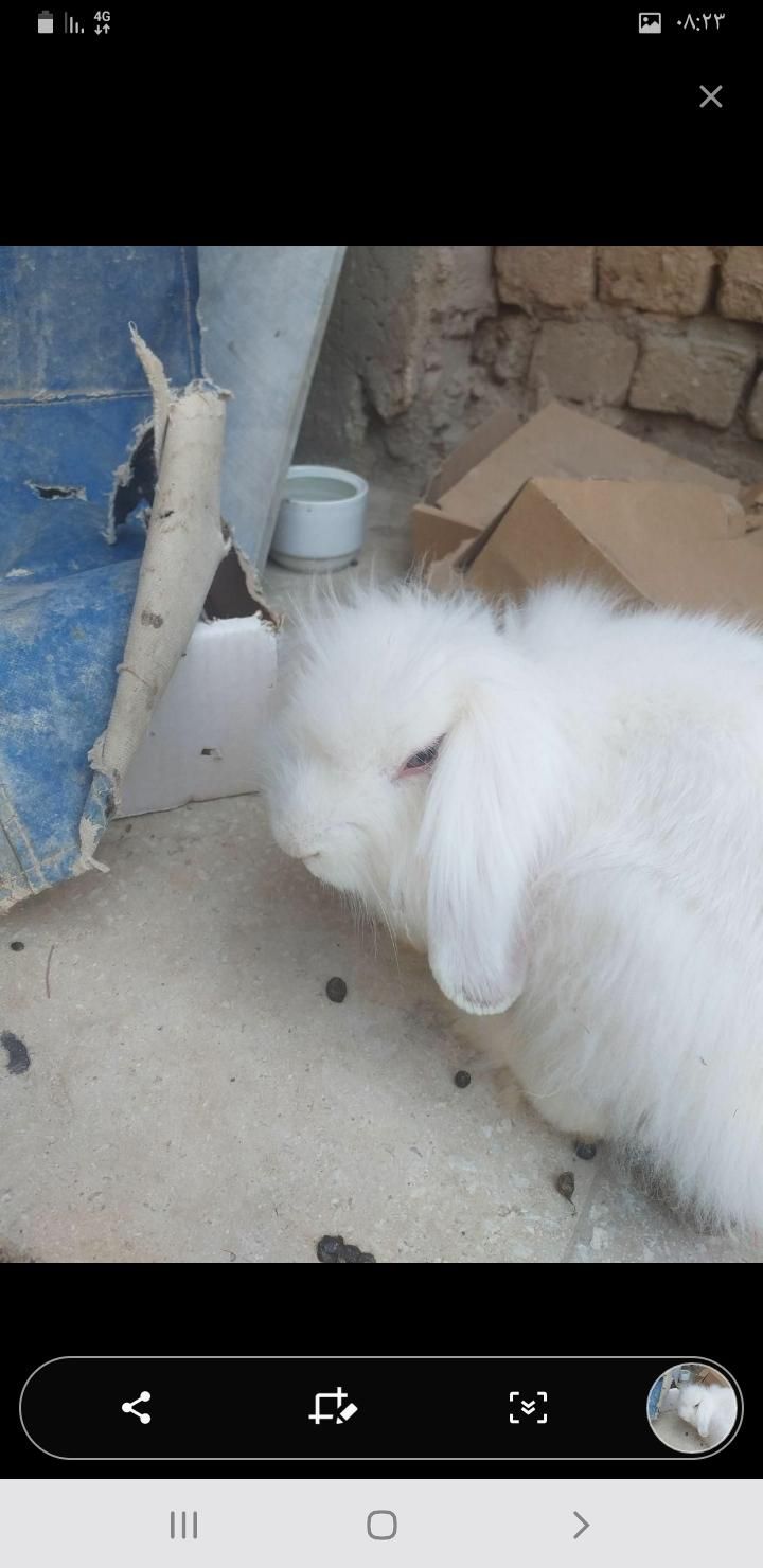 خرگوش لوپ اصل|موش و خرگوش|کاشان, کارگر|دیوار