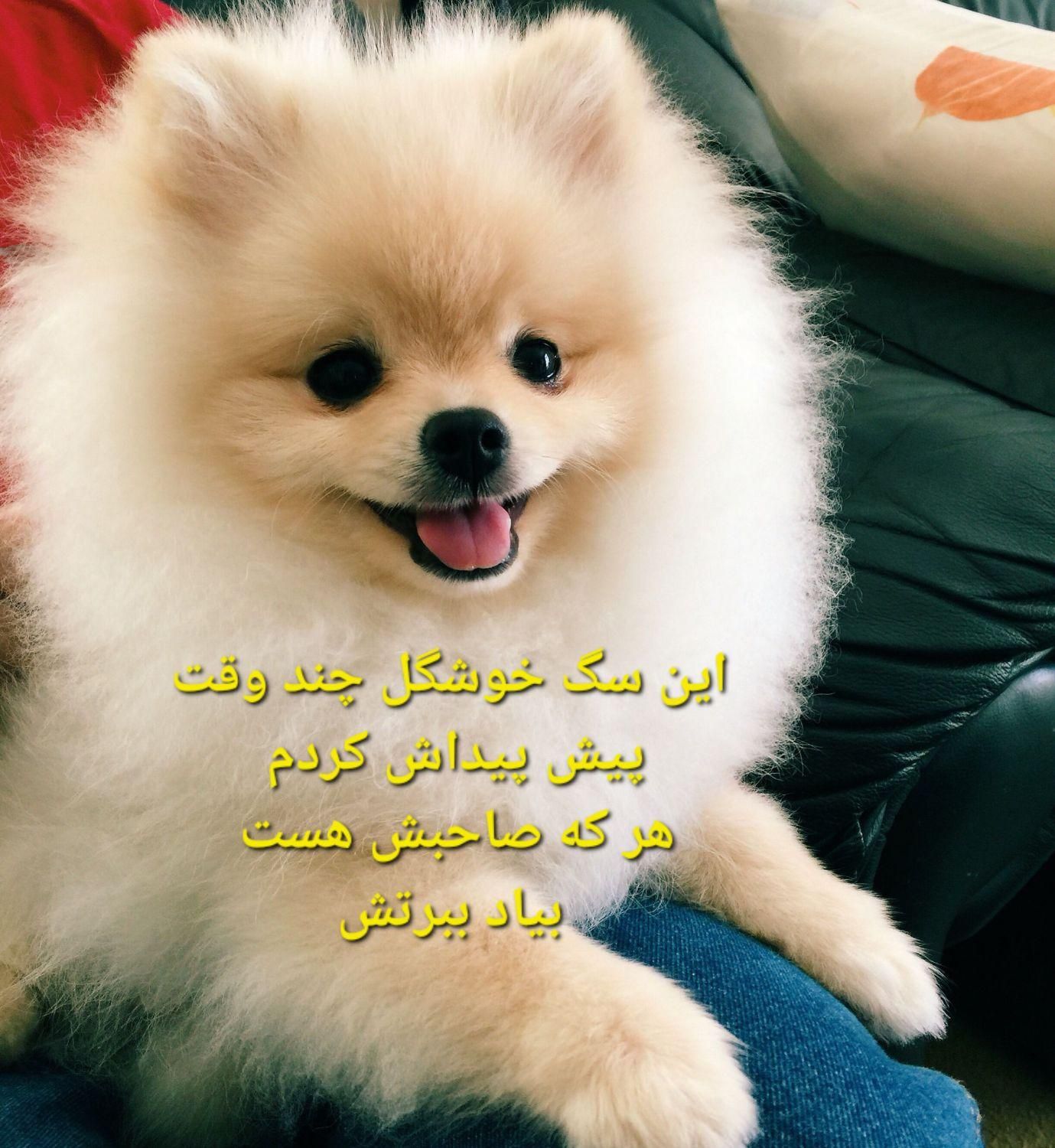 سگ پیدا کردم|حیوانات|تهران, جوادیه تهرانپارس|دیوار