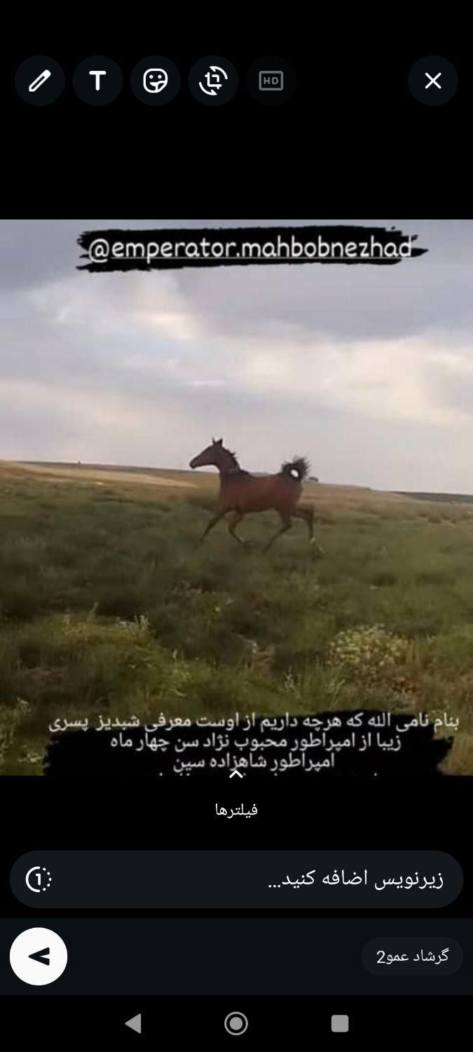 کره نریان خالص دره شوری با مدرک|اسب و تجهیزات اسب‌سواری|شیراز, شهرک گلستان|دیوار