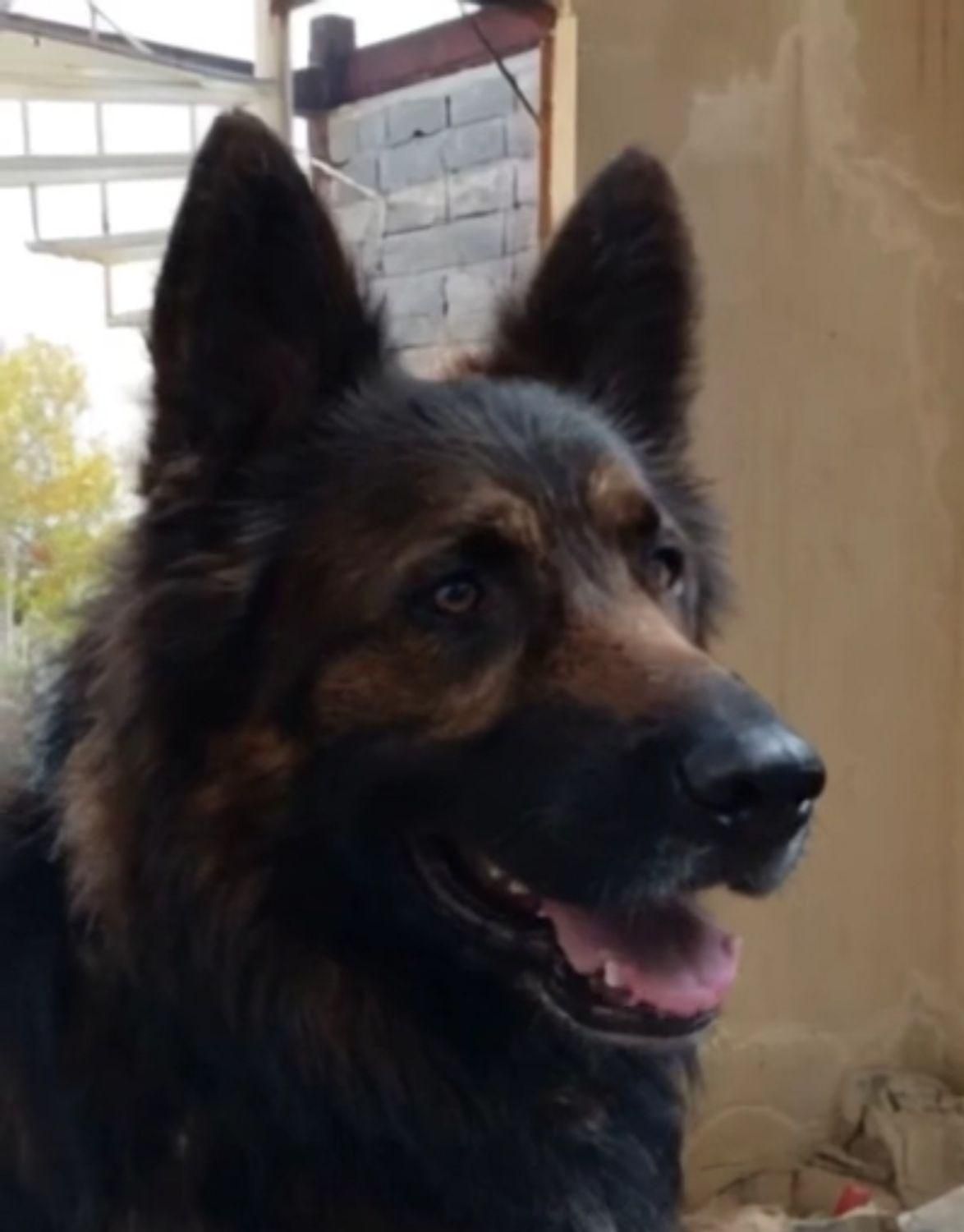 سگ ژرمن موبلند گم شده ۱۰ساله در سید مسعود|حیوانات|گرگان, |دیوار