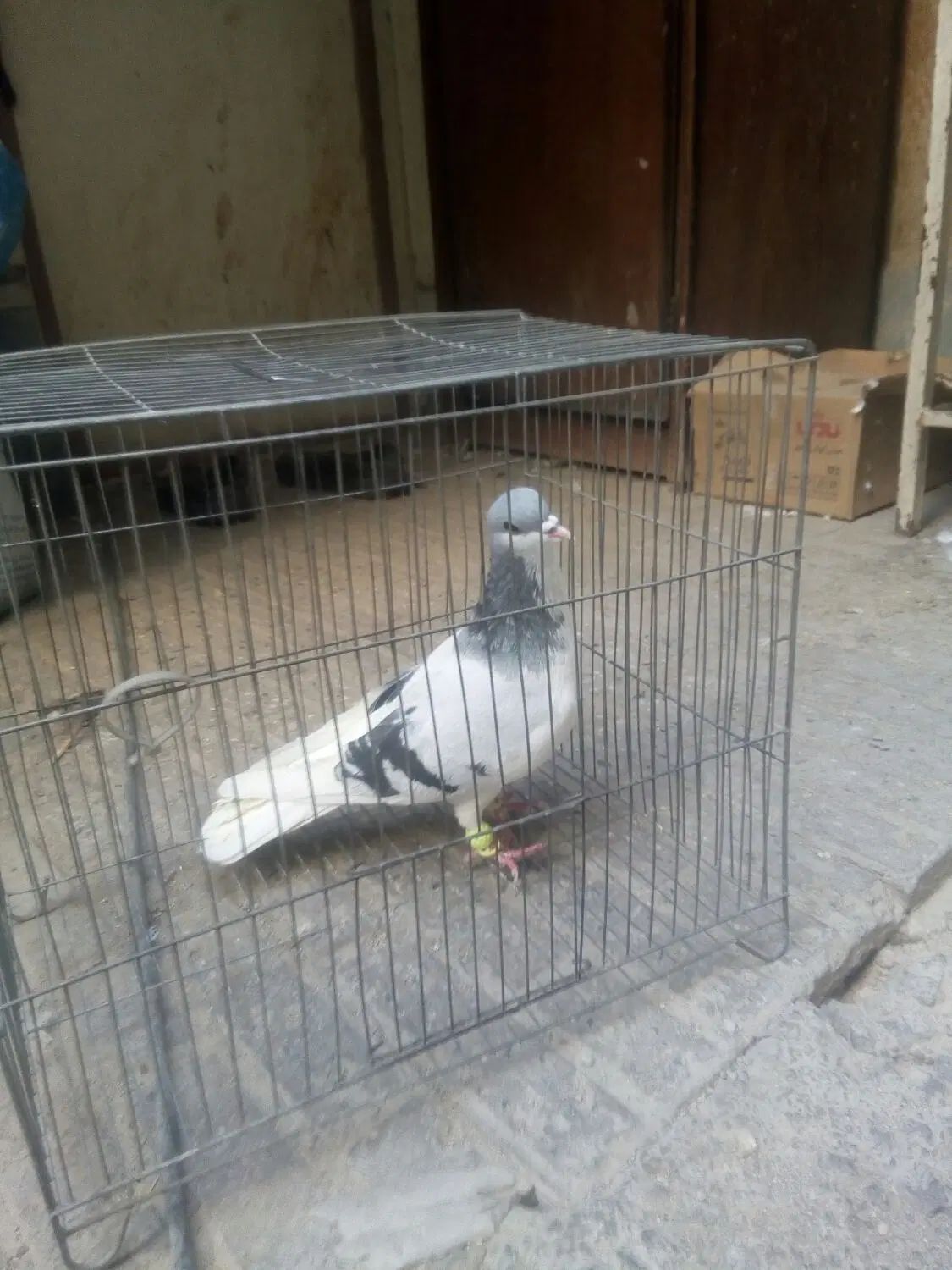 کفتر چادری گردن کلفت|پرنده|تهران, بروجردی|دیوار