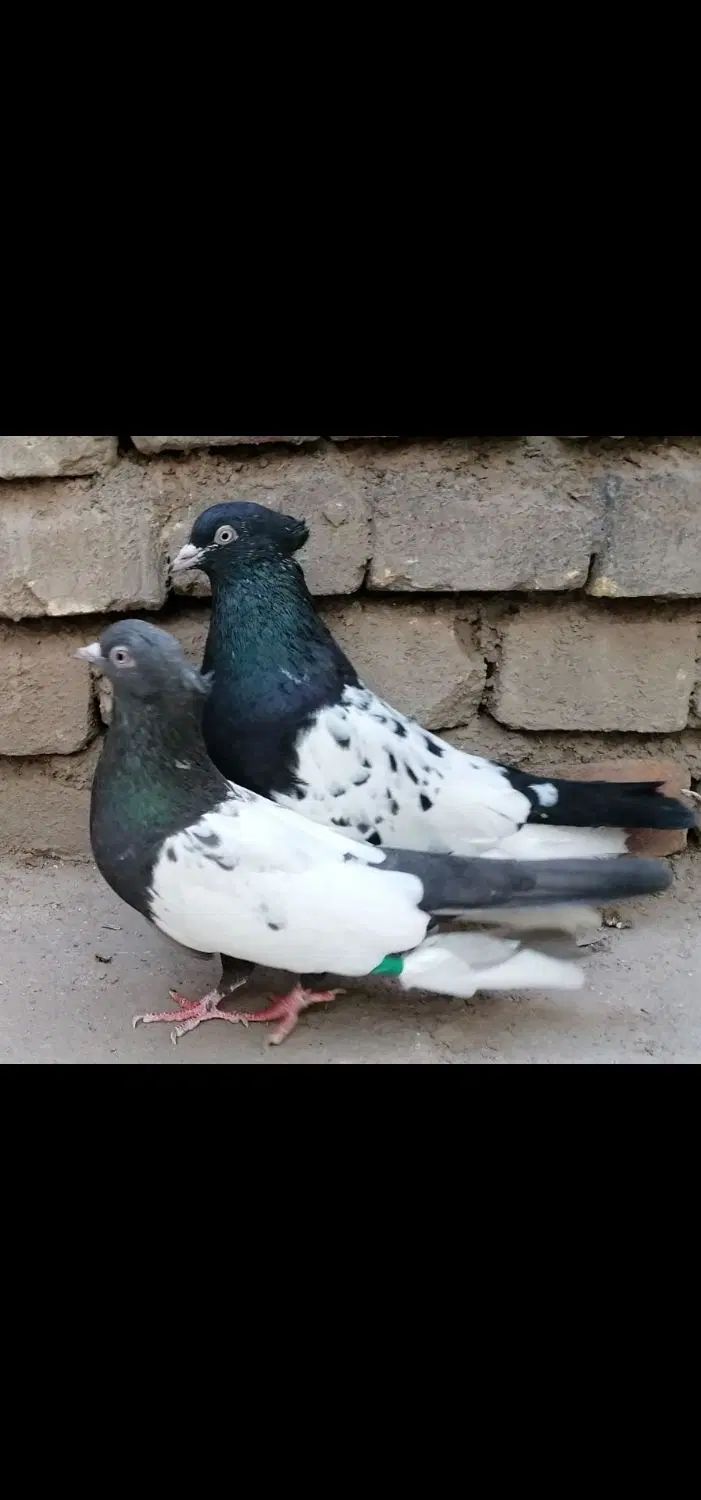 کفتر  سینه ای اصفهانی و زاغ آبادانی و پرشی|پرنده|بافق, |دیوار