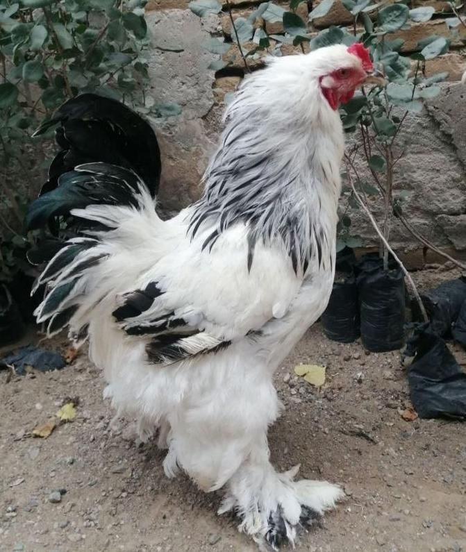 تخم نطفه دار..|حیوانات مزرعه|سبزوار, ایزی شهر|دیوار