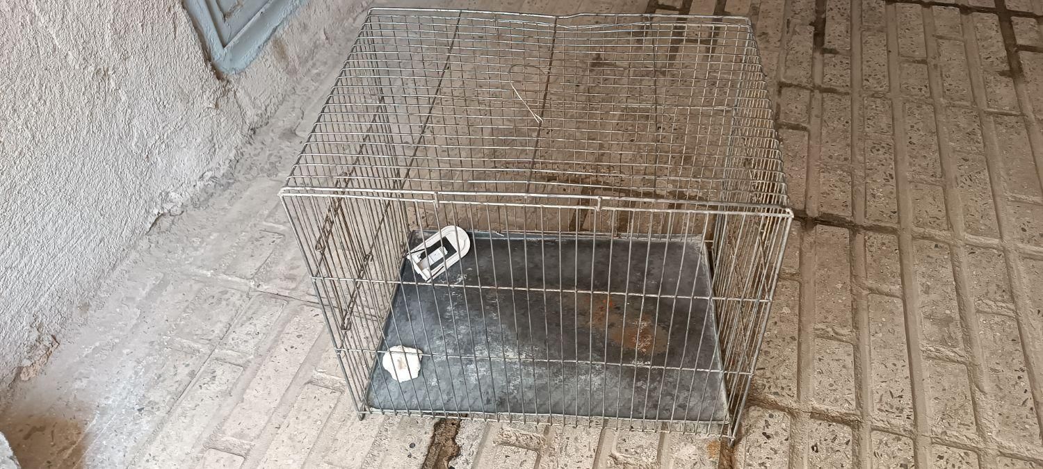 قفس قناری|لوازم جانبی حیوانات|هشتگرد, فاز ۱ مهستان|دیوار