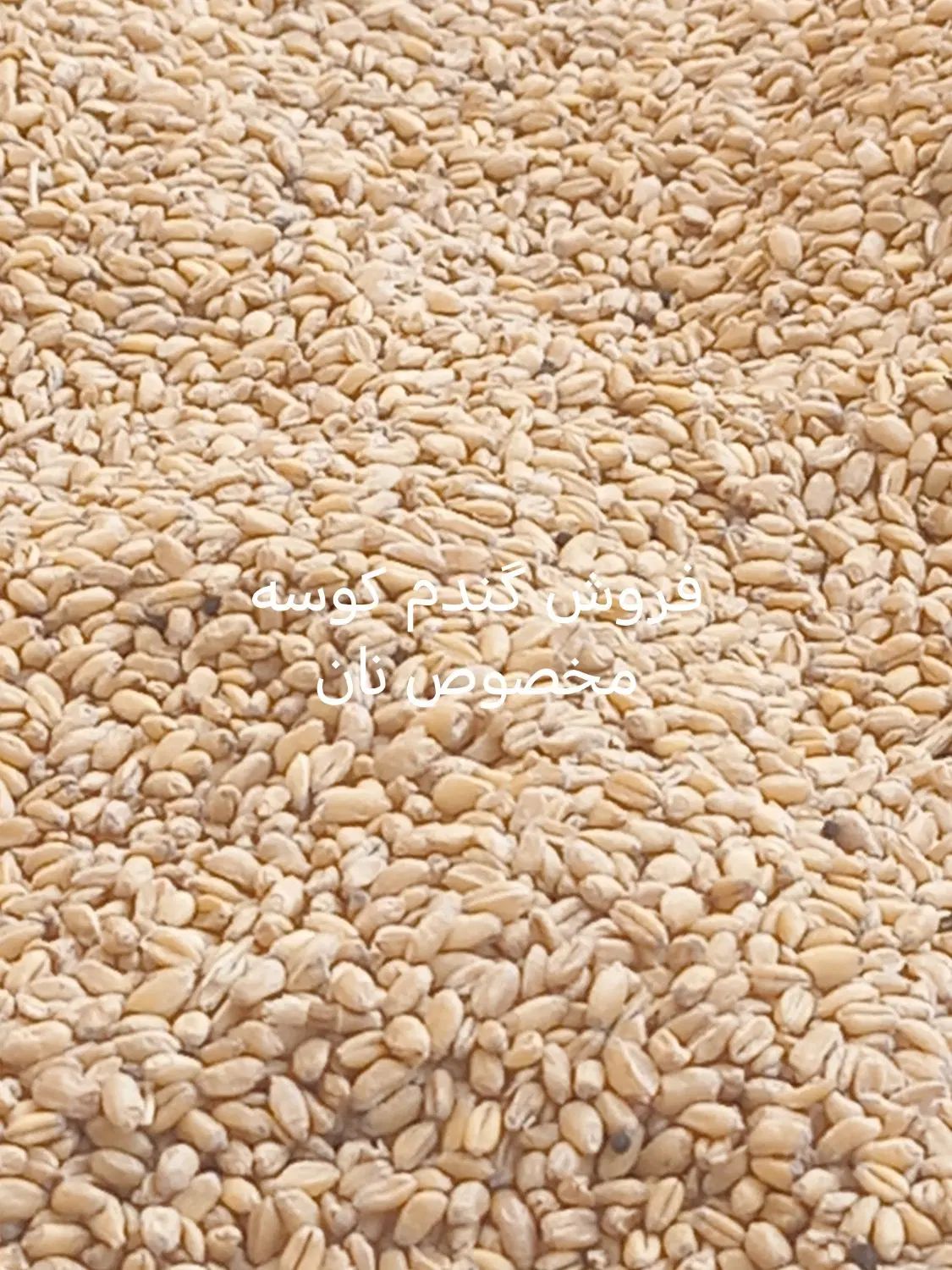 فروش گندم کوسه|خوردنی و آشامیدنی|اصفهان, تیران|دیوار