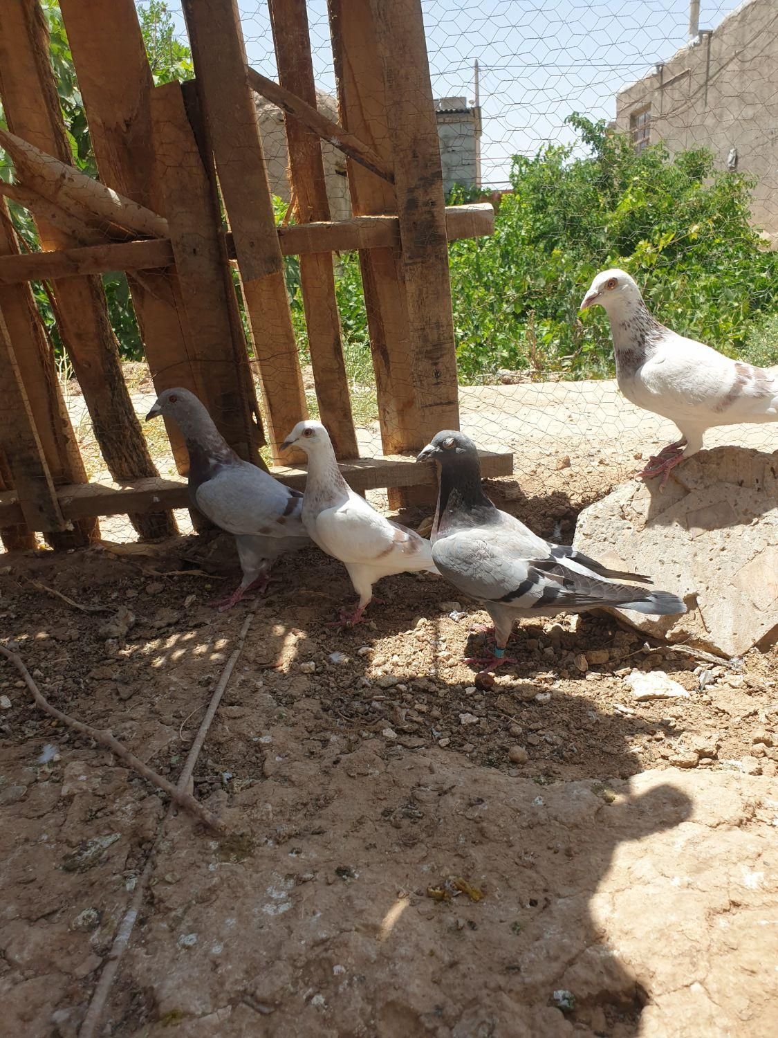 کبوتر مسافتی کاغذی و اوگون *********** تماس .|پرنده|سبزوار, پاسداران|دیوار