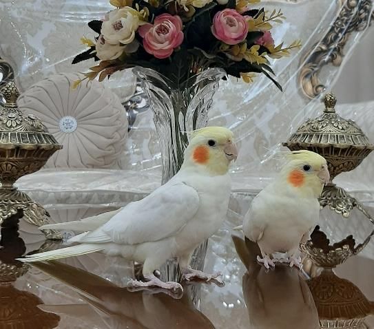 عروس هلندی|پرنده|سلماس, |دیوار