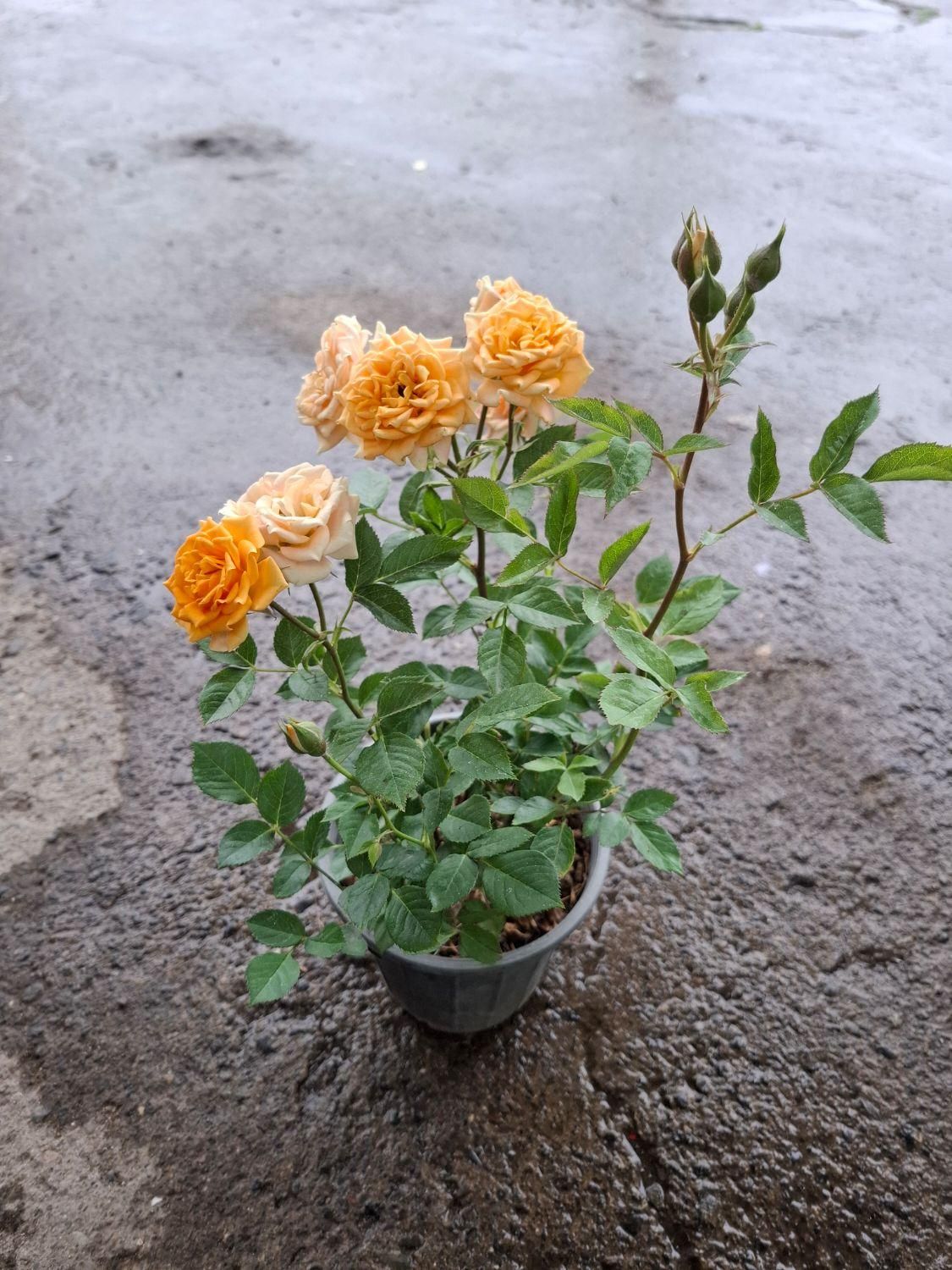 گل اپارتمانی و گلدار|گل و گیاه طبیعی|لوندویل, |دیوار