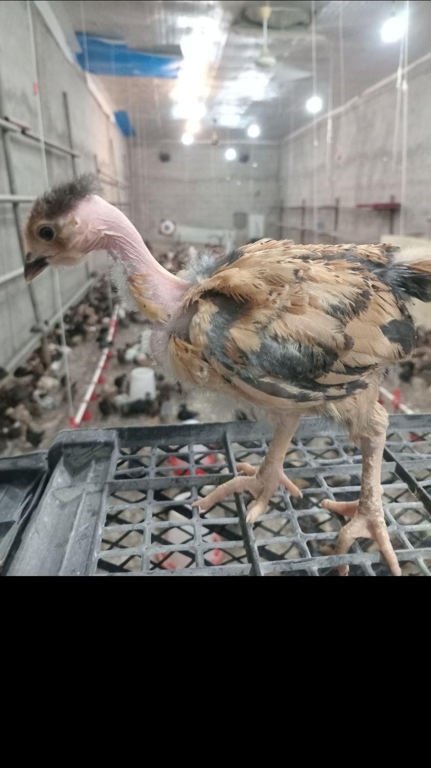 جوجه مرغ گلپایگان نیمچه ۲،۱ ماهه گردن لختی،کاکلی|حیوانات مزرعه|رشت, انصاری|دیوار