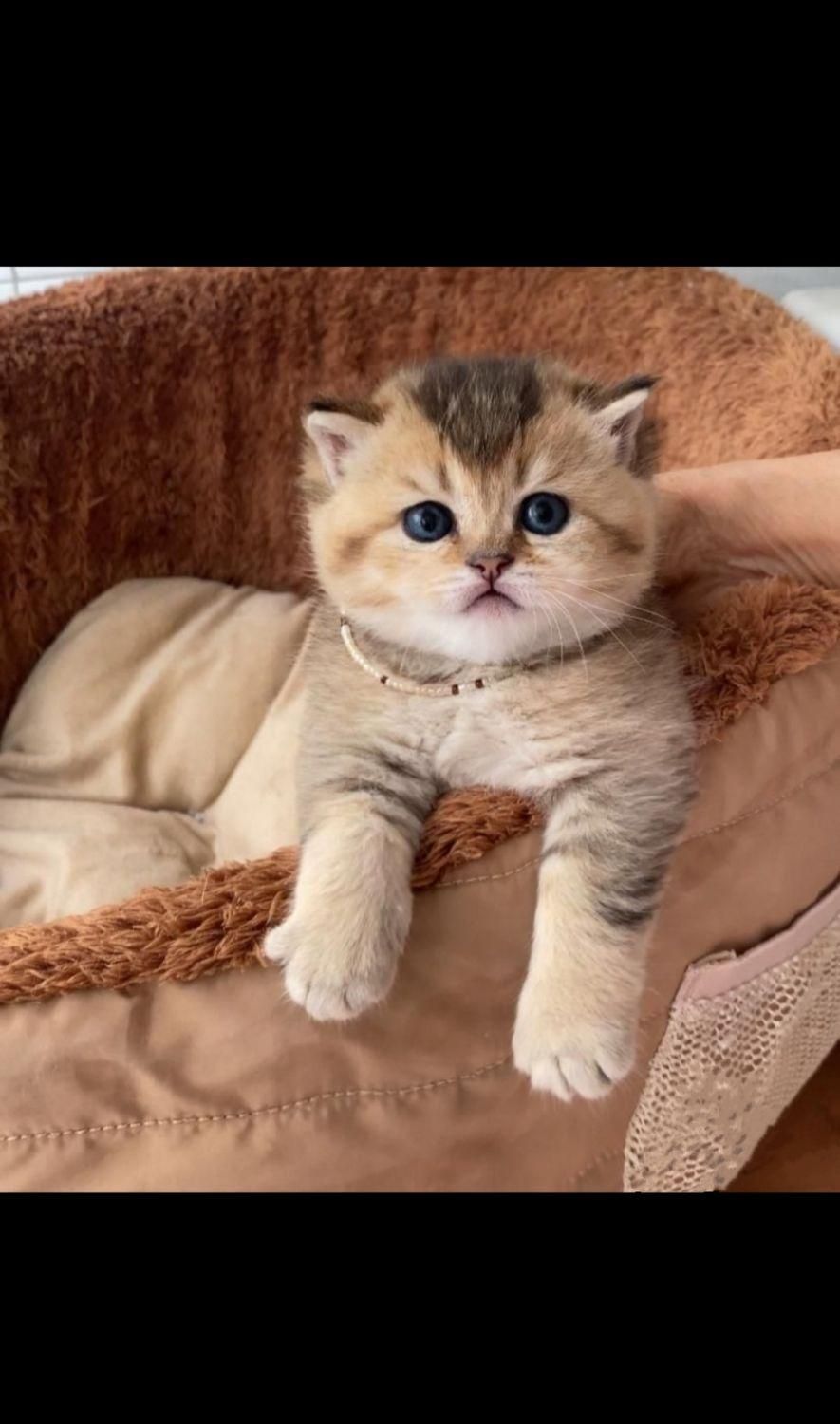 گربه اسکاتیش و بریتیش|گربه|مشهد, الهیه|دیوار