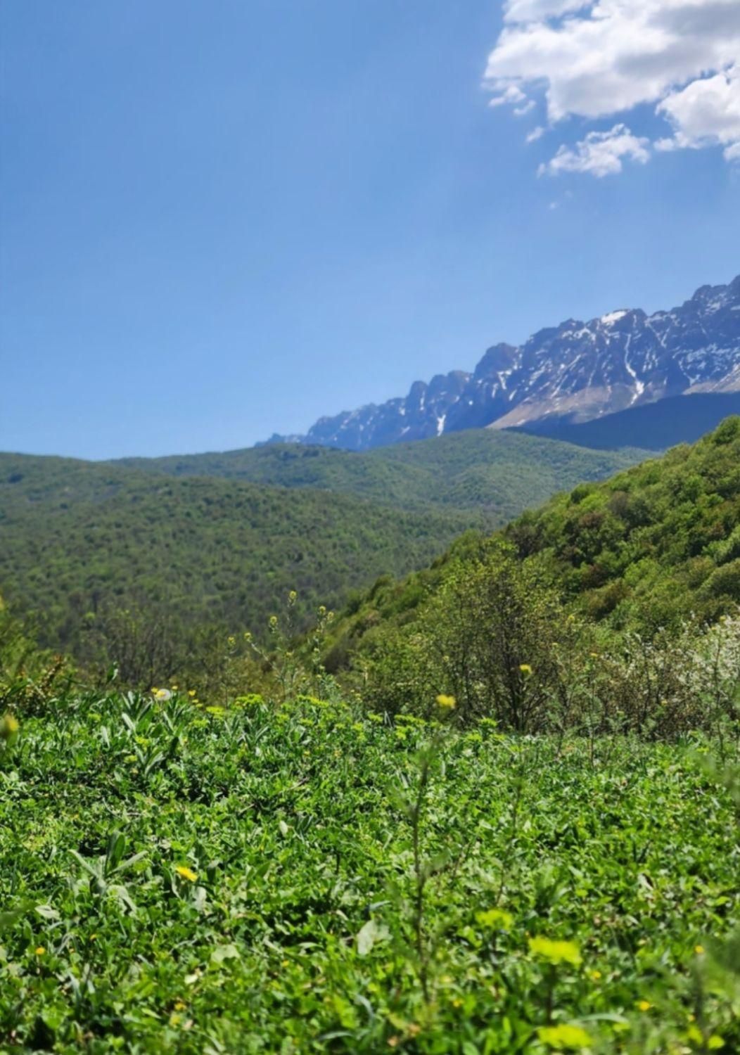 زمین ۵۰۰متری ییلاقی در دهکده زیبای ورپی)آلپ ایران(|فروش زمین و ملک کلنگی|پل سفید, |دیوار