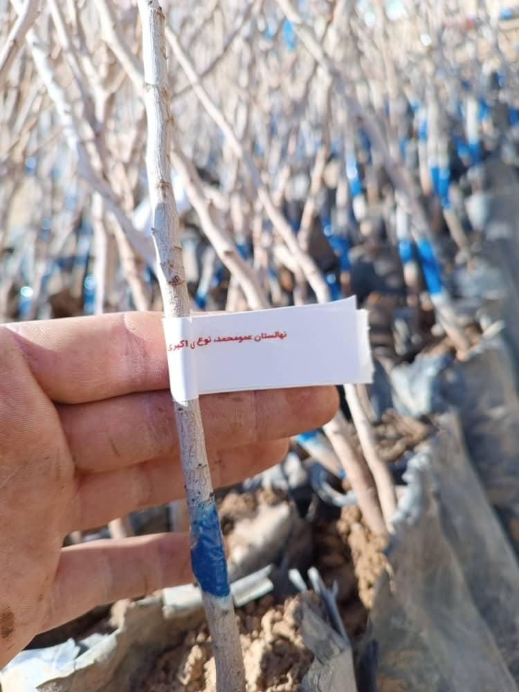 نهال های گلدانی پسته گردو انار توت|خدمات باغبانی و درختکاری|شیراز, آبیاری|دیوار