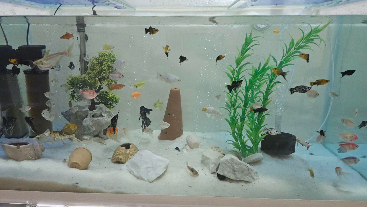 آکواریوم کامل|ماهی|آران و بیدگل, |دیوار