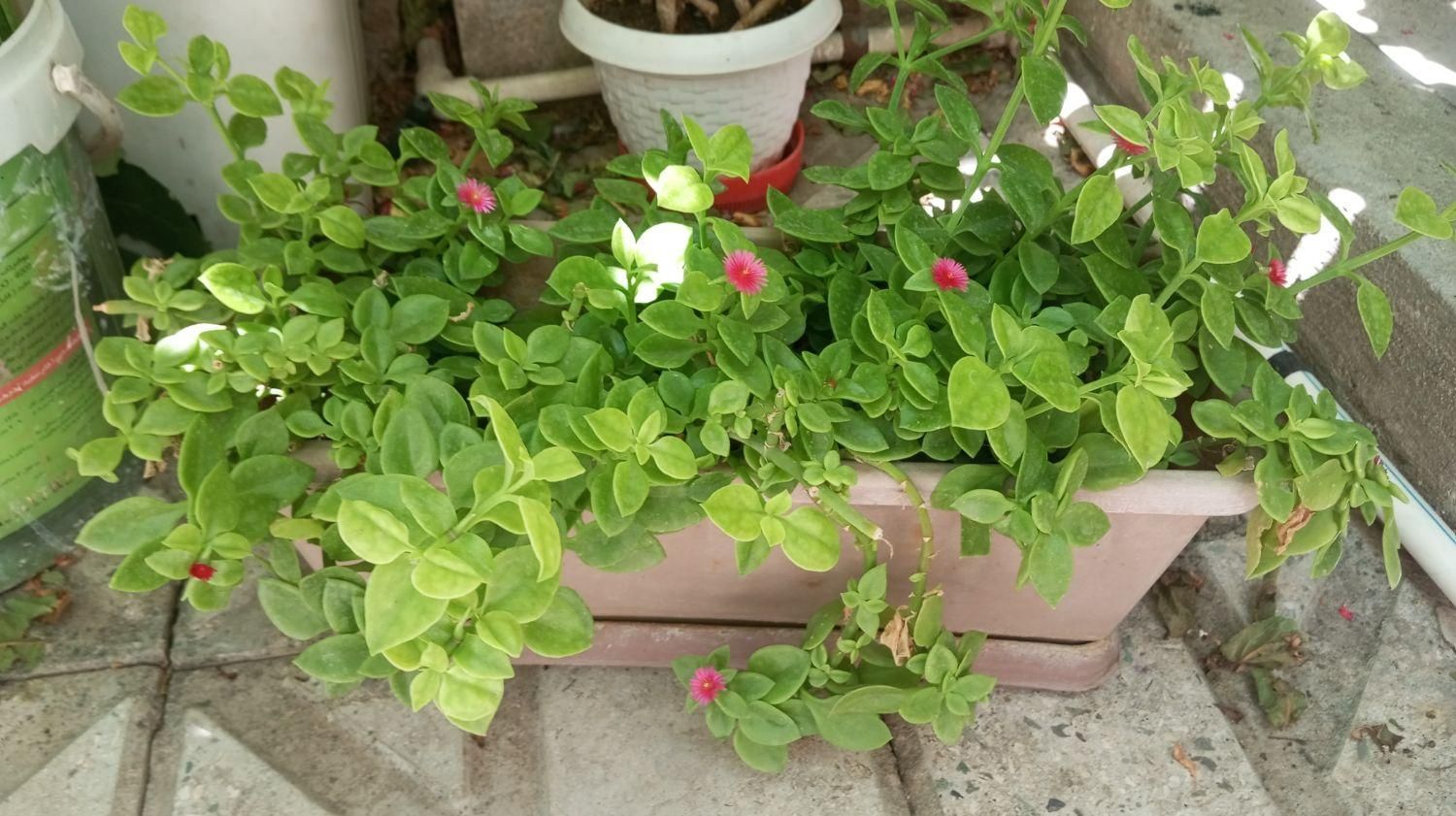 گل ناز یخی|گل و گیاه طبیعی|ابهر, |دیوار
