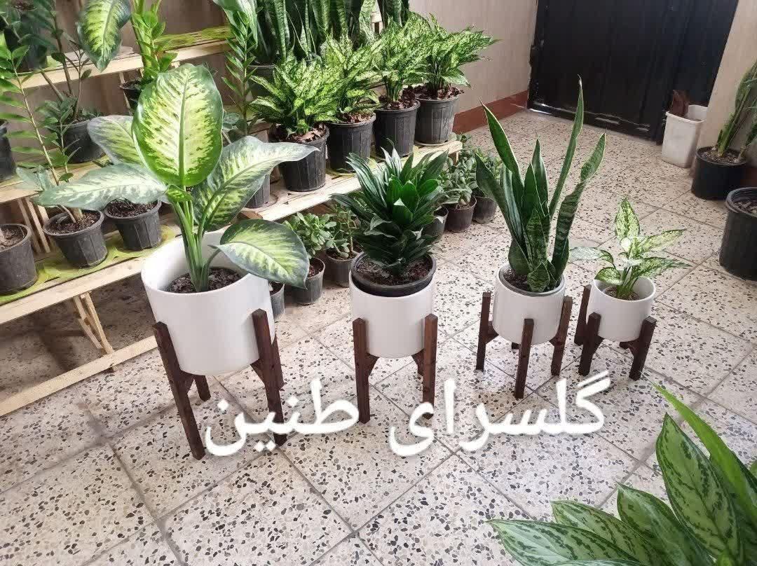 4تا پایه گل 4تا گلدون سفید|گل و گیاه طبیعی|مشهد, طلاب|دیوار