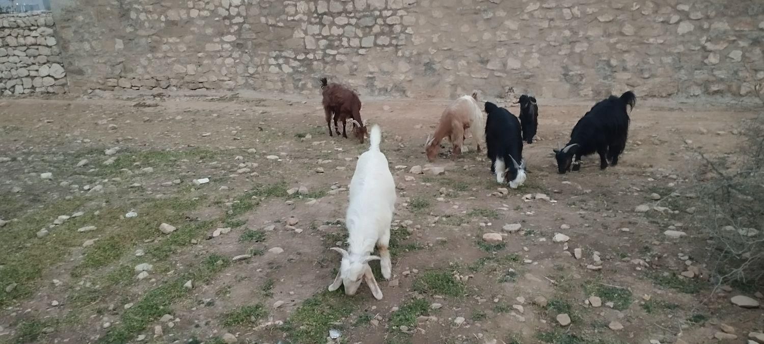 بزا بیگ|حیوانات مزرعه|مسجد سلیمان, |دیوار
