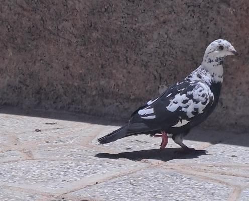 عروس هلندی و کفتر|پرنده|تربت‌حیدریه, جانبازان|دیوار
