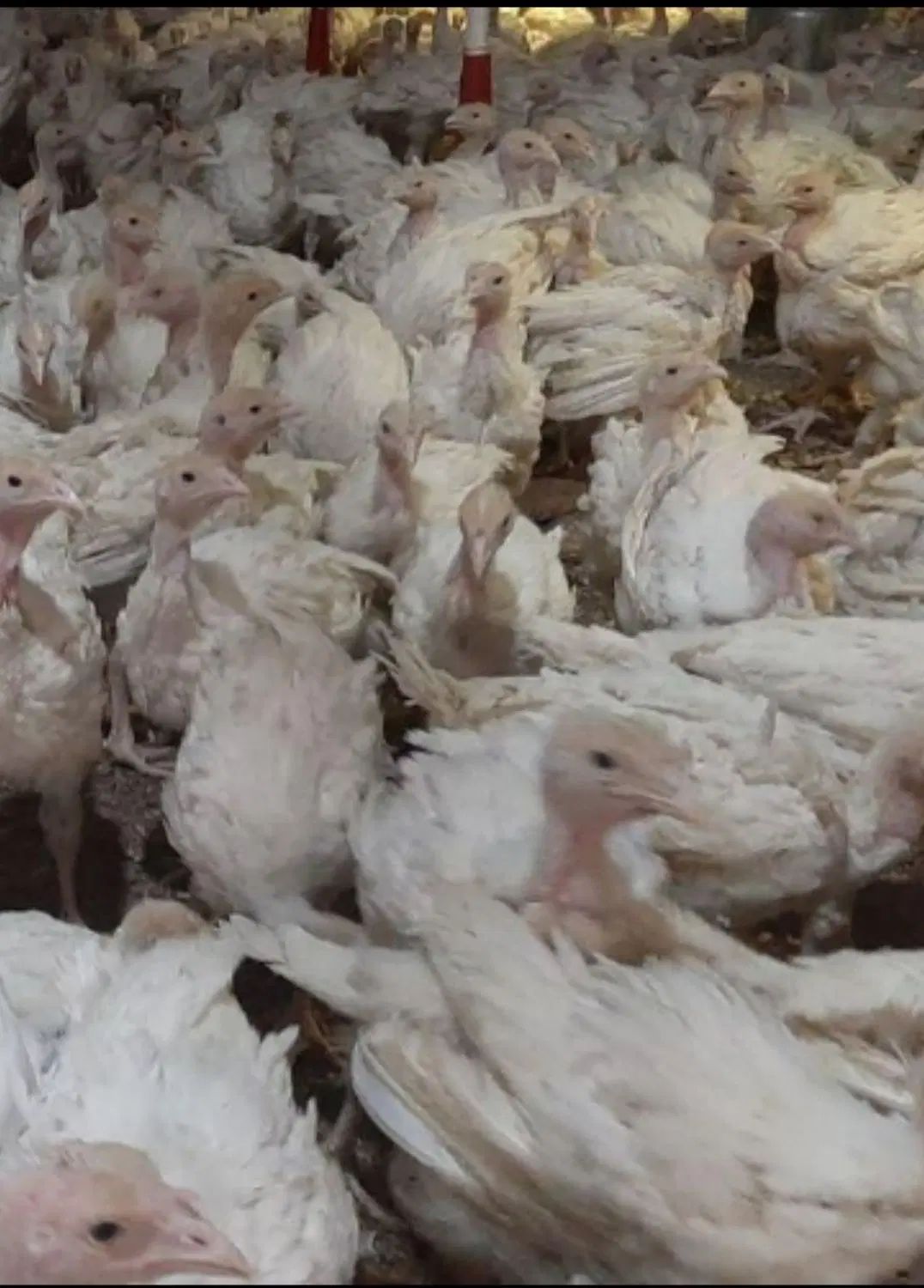 جوجه بوقلمون گوشتی بیوتی 40روزه(خانه طیور)|حیوانات مزرعه|زابل, |دیوار