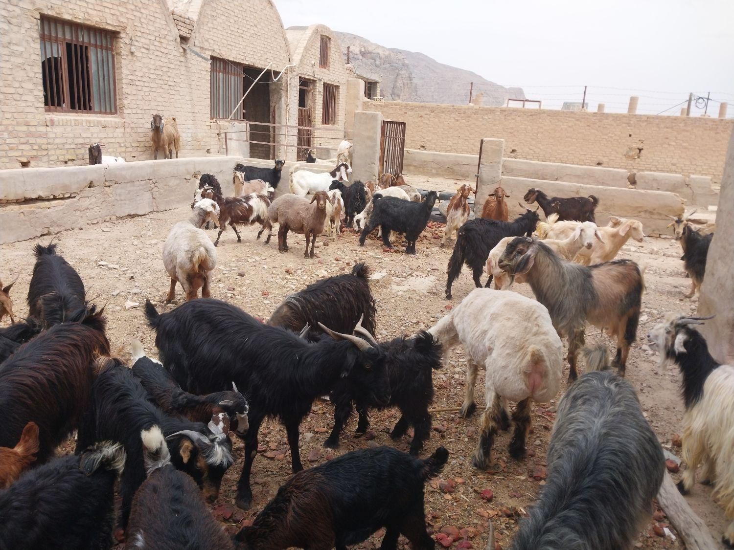 گوسفند زنده و گوشتی همراه با قصاب|حیوانات مزرعه|یزد, |دیوار