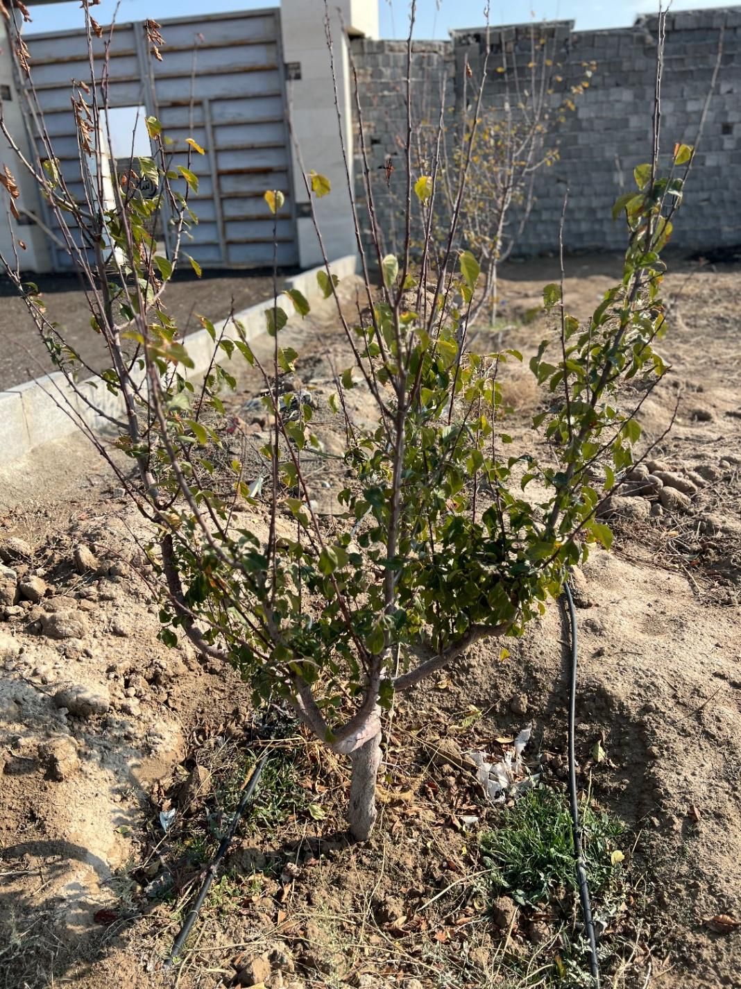 باغ وباغچه/۲۱۰مترآب،برق،گاز/ک یاسینی|فروش زمین و ملک کلنگی|تهران, باغ خزانه|دیوار