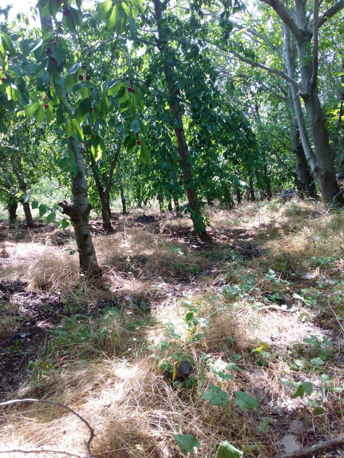 باغ ۴۰۰۰ متری در روستای ساربانک|فروش زمین و ملک کلنگی|قزوین, |دیوار