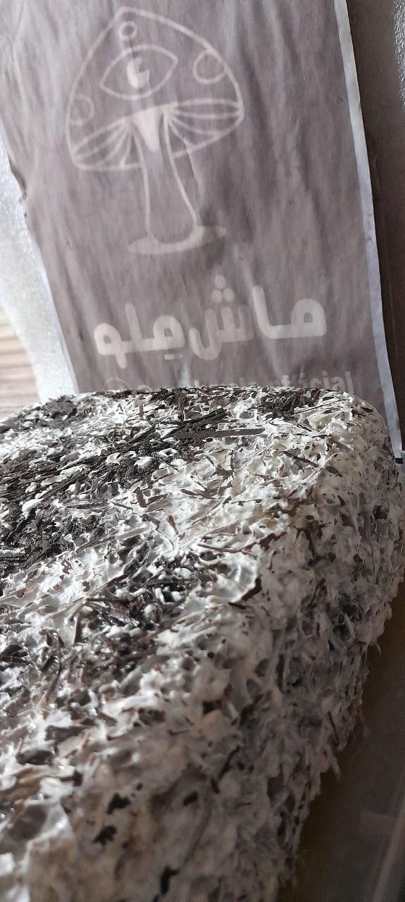 قارچ اسپان کمپوست متریال تولید قارچ دارویی|خوردنی و آشامیدنی|تهران, دریاچه شهدای خلیج فارس|دیوار