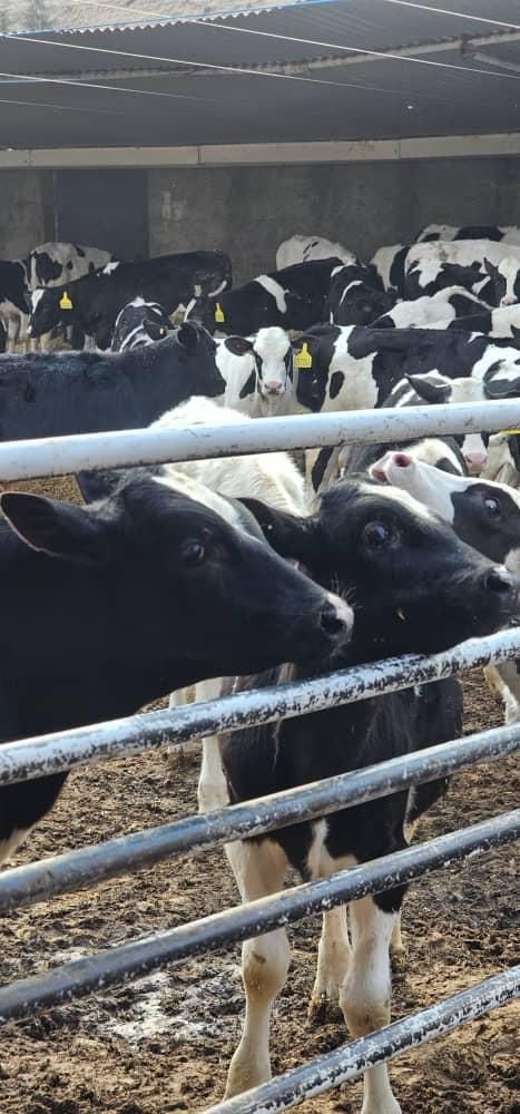 گوساله صنعتی وزن بین 100تا 150کیلو|حیوانات مزرعه|تهران, فلسطین (میدان انقلاب)|دیوار