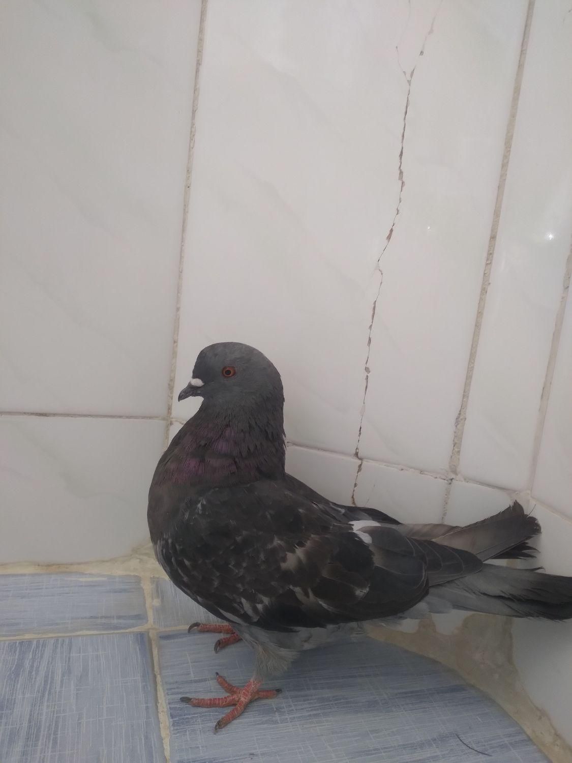 کبوتر زری ماده|پرنده|اصفهان, سروستان|دیوار