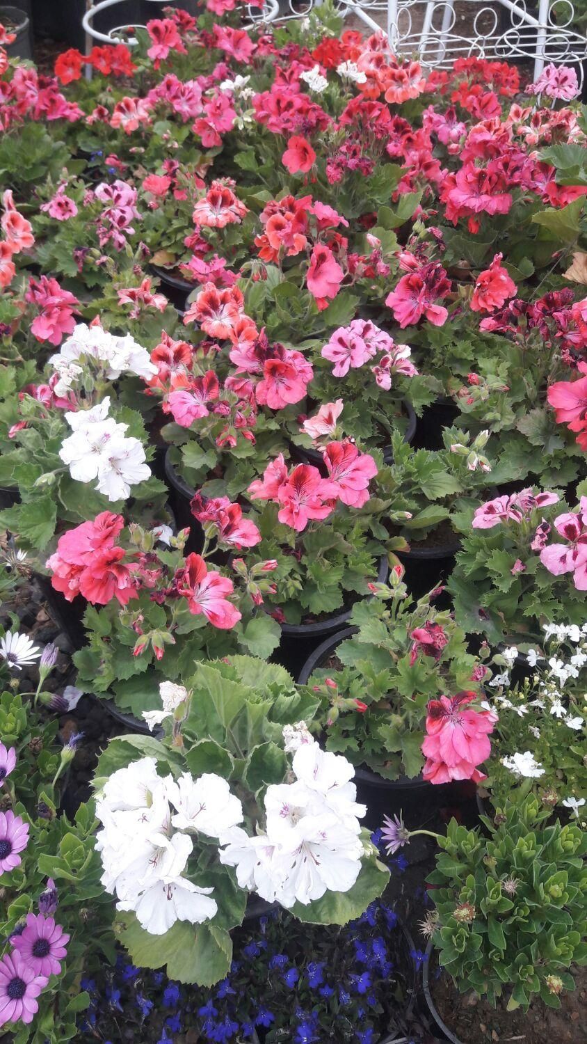 خدمات باغبانی گل و گیاهان آپارتمانی داخل منزل|خدمات باغبانی و درختکاری|تبریز, |دیوار