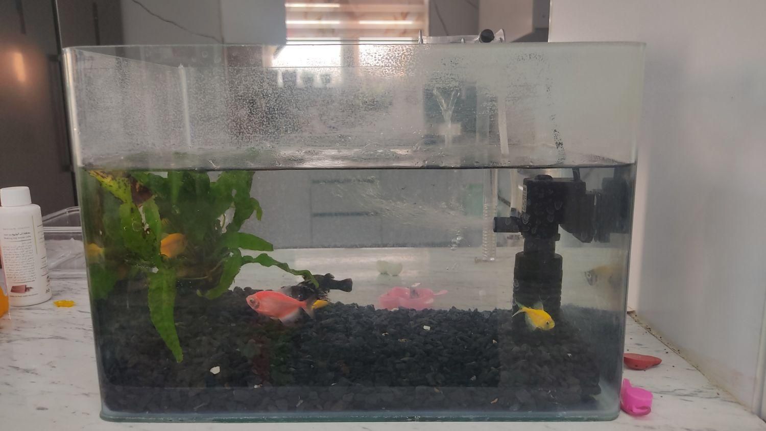 آکواریوم|ماهی|هشتگرد, هشتگرد قدیم|دیوار