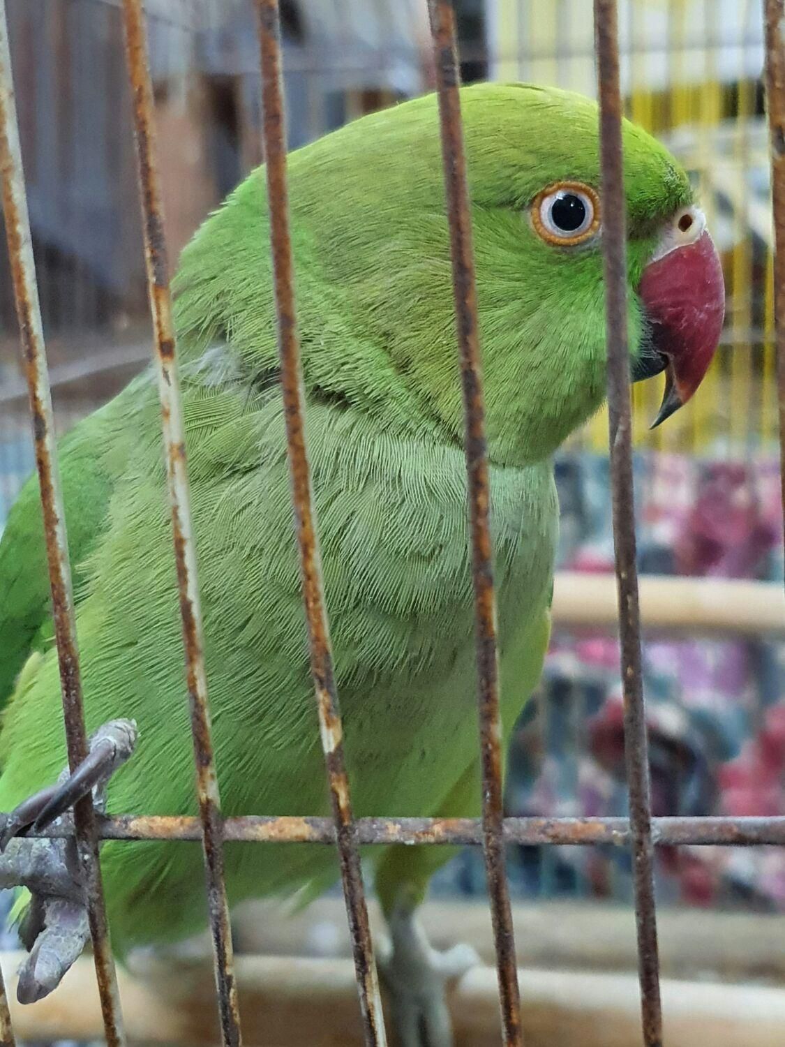 طوطی ملنگو|پرنده|سمنان, |دیوار