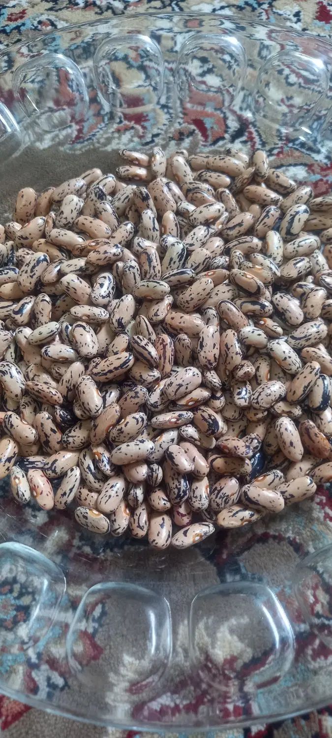 پاچ باقلا محلی تازه خشک شده درشت مخصوص کاشت|خوردنی و آشامیدنی|بندر انزلی, طالب آباد|دیوار
