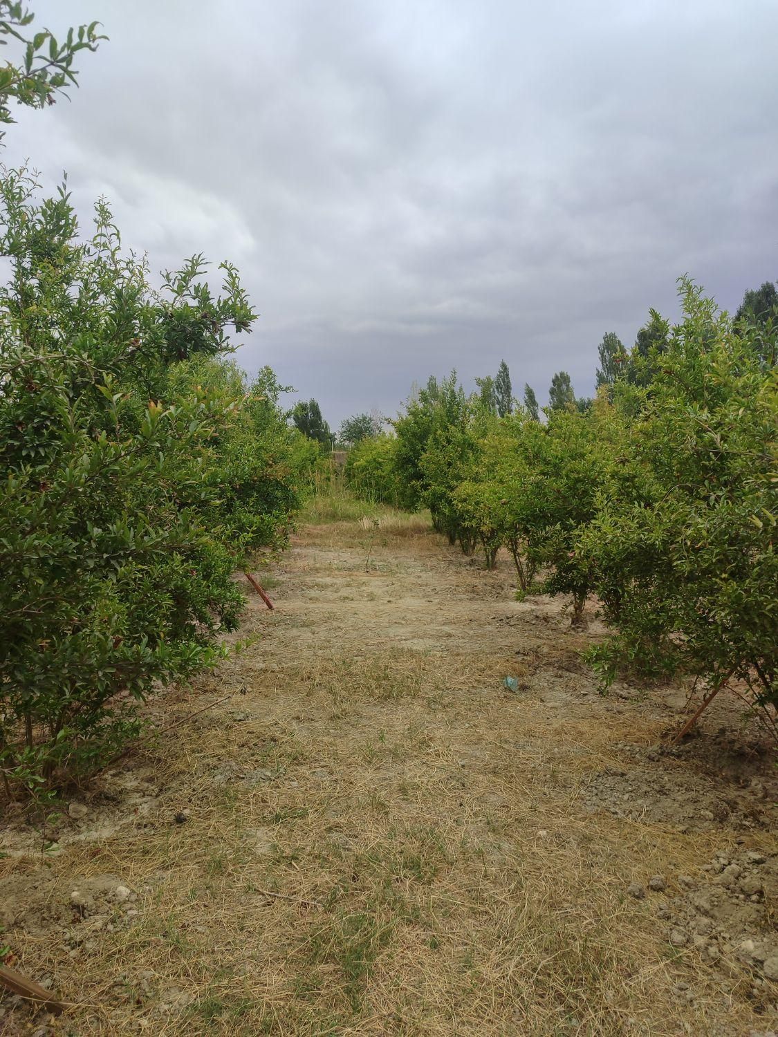 زمین باغ 300مترسنددارامتیازآب فنس کشی آماده|فروش زمین و ملک کلنگی|گرگان, |دیوار