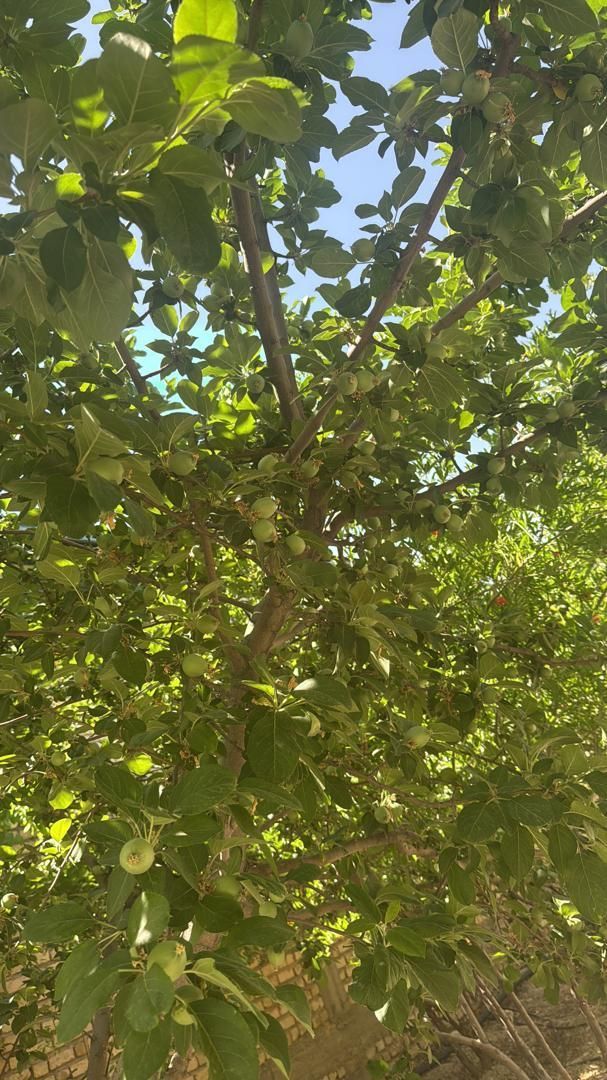 باغچه باغ/800متر/آب فراوان/فاروق|فروش زمین و ملک کلنگی|سیدان, |دیوار