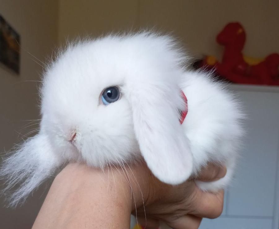 خرگوش مینی لوپ tedy برفی اسکاتلندی|موش و خرگوش|تهران, پونک|دیوار