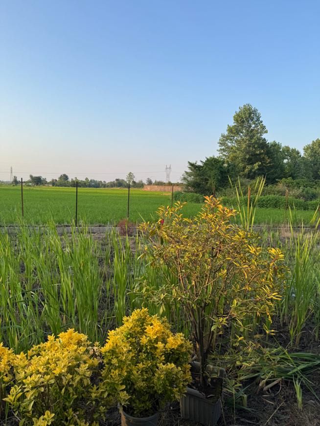 فروش باغ ویلا ۱۰۰۰متری ۱۷۰ متربنا سند دار|فروش خانه و ویلا|چابکسر, |دیوار