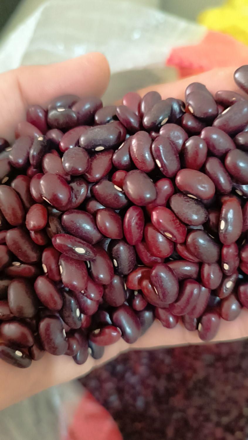 لوبیاو عدس ریز عدس درشت ولپه ونخودولوبیاچیتی وعسل|خوردنی و آشامیدنی|شیراز, قلعه نو|دیوار