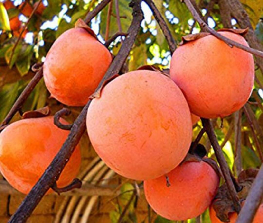 نهال های خرمالو تنومند چهار ساله بزرگ پیوندی دیرگل|خدمات باغبانی و درختکاری|تبریز, |دیوار