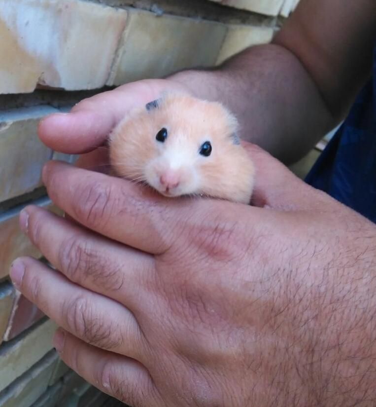 فروش همسترهای نازواهلی تکی و کلی|موش و خرگوش|تبریز, |دیوار