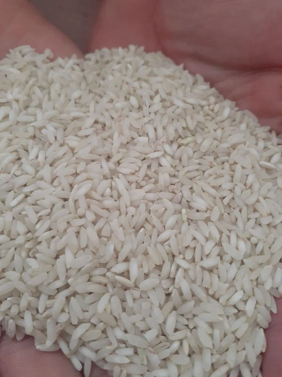 برنج لنجان و خرده دو قد|خوردنی و آشامیدنی|اصفهان, باغ فردوس|دیوار