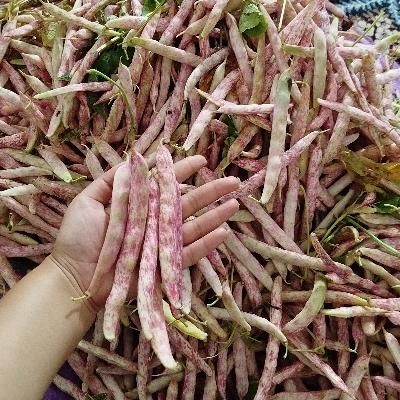 لوبیا چیتی رودبنه.فوشازده|خوردنی و آشامیدنی|لاهیجان, شقایق|دیوار