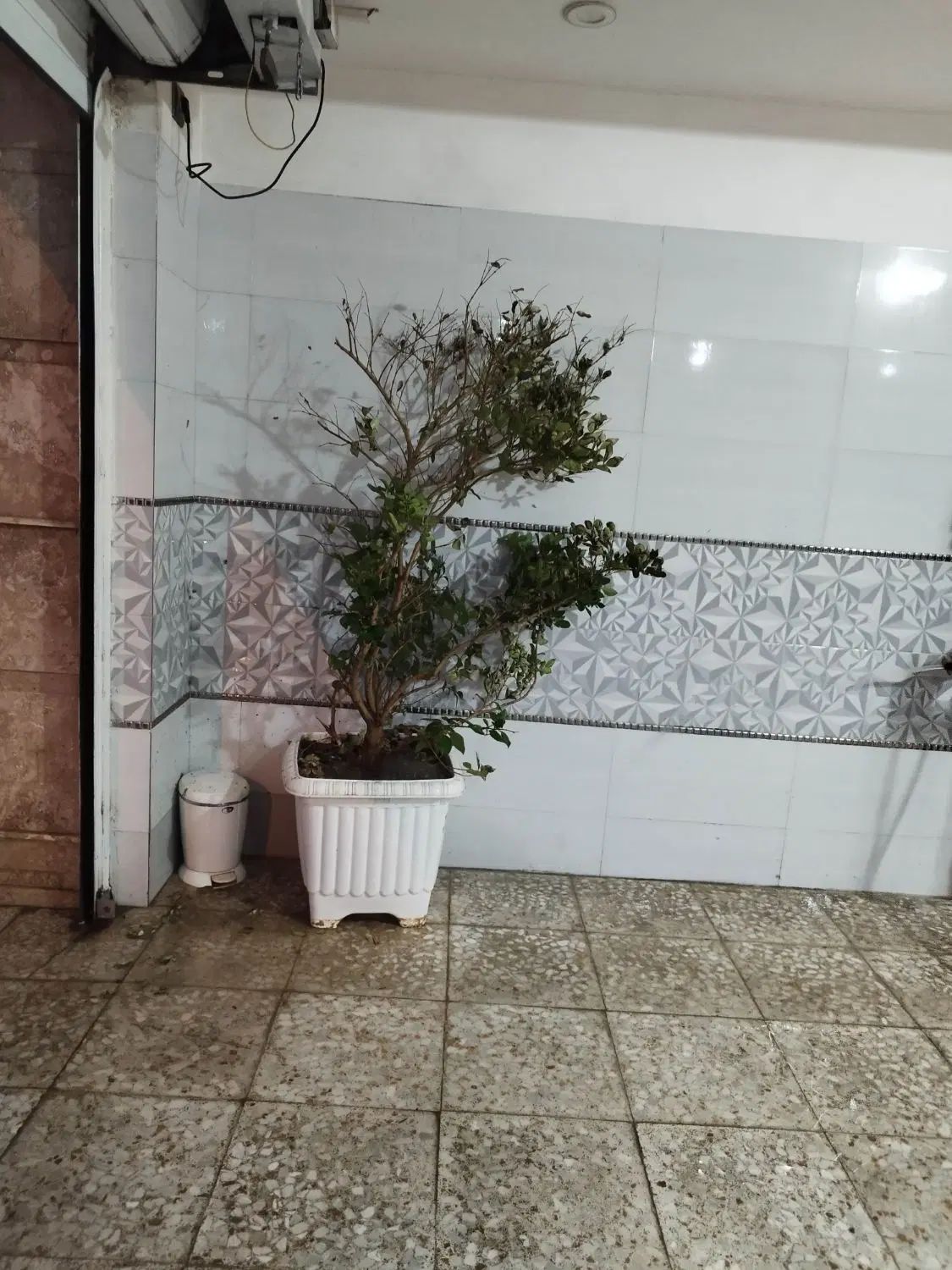 گلدان گل طبیعی|گل و گیاه طبیعی|کرج, اسدآباد|دیوار
