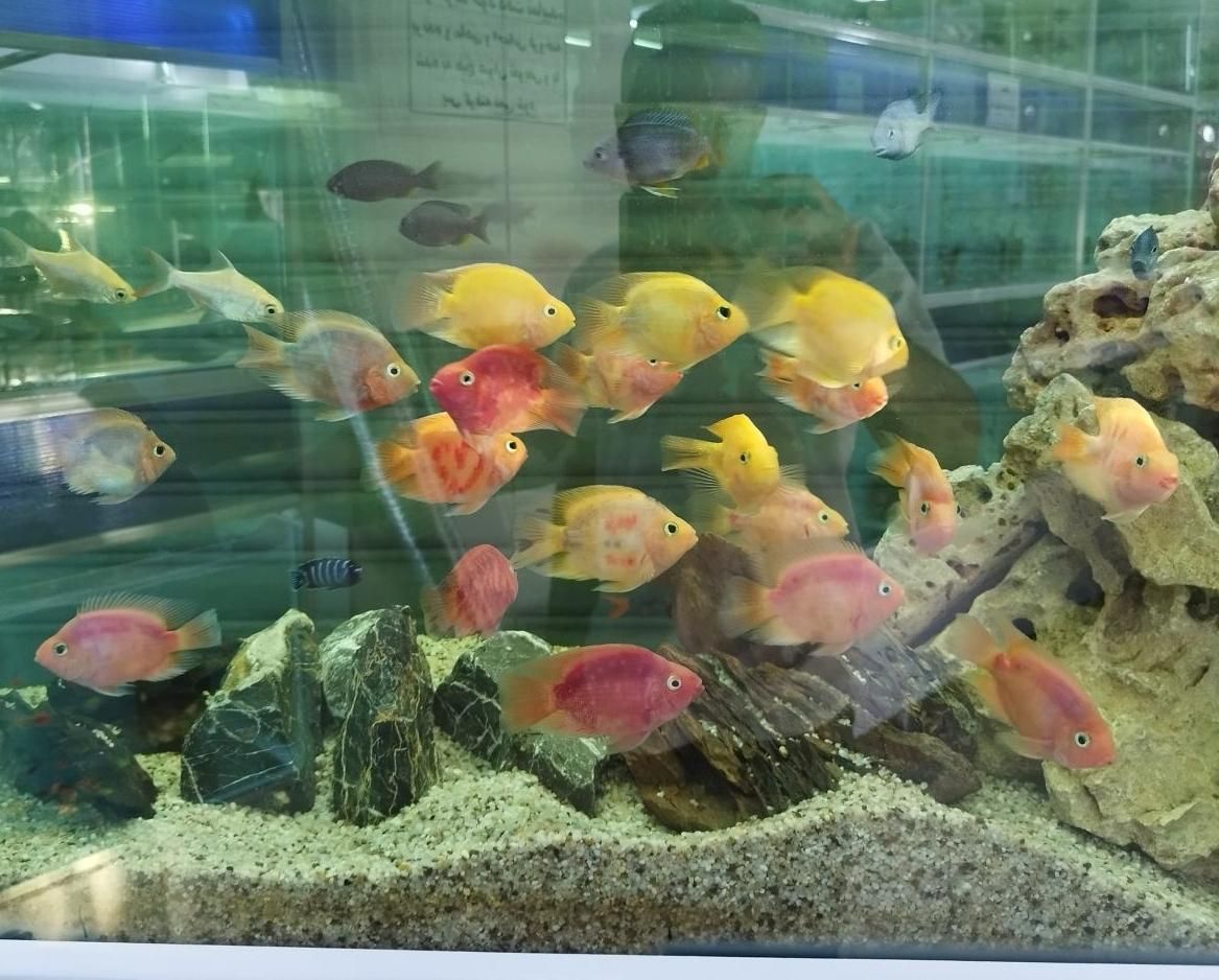 انواع اکواریوم و ماهی زینتی لوازم جانبی|ماهی|شیراز, شهرک گلستان|دیوار