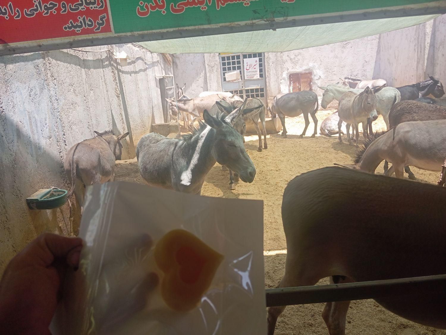 فروش شیر الاغ خر و دیگر محصولات الاغ (سیرجان)|خوردنی و آشامیدنی|سیرجان, |دیوار