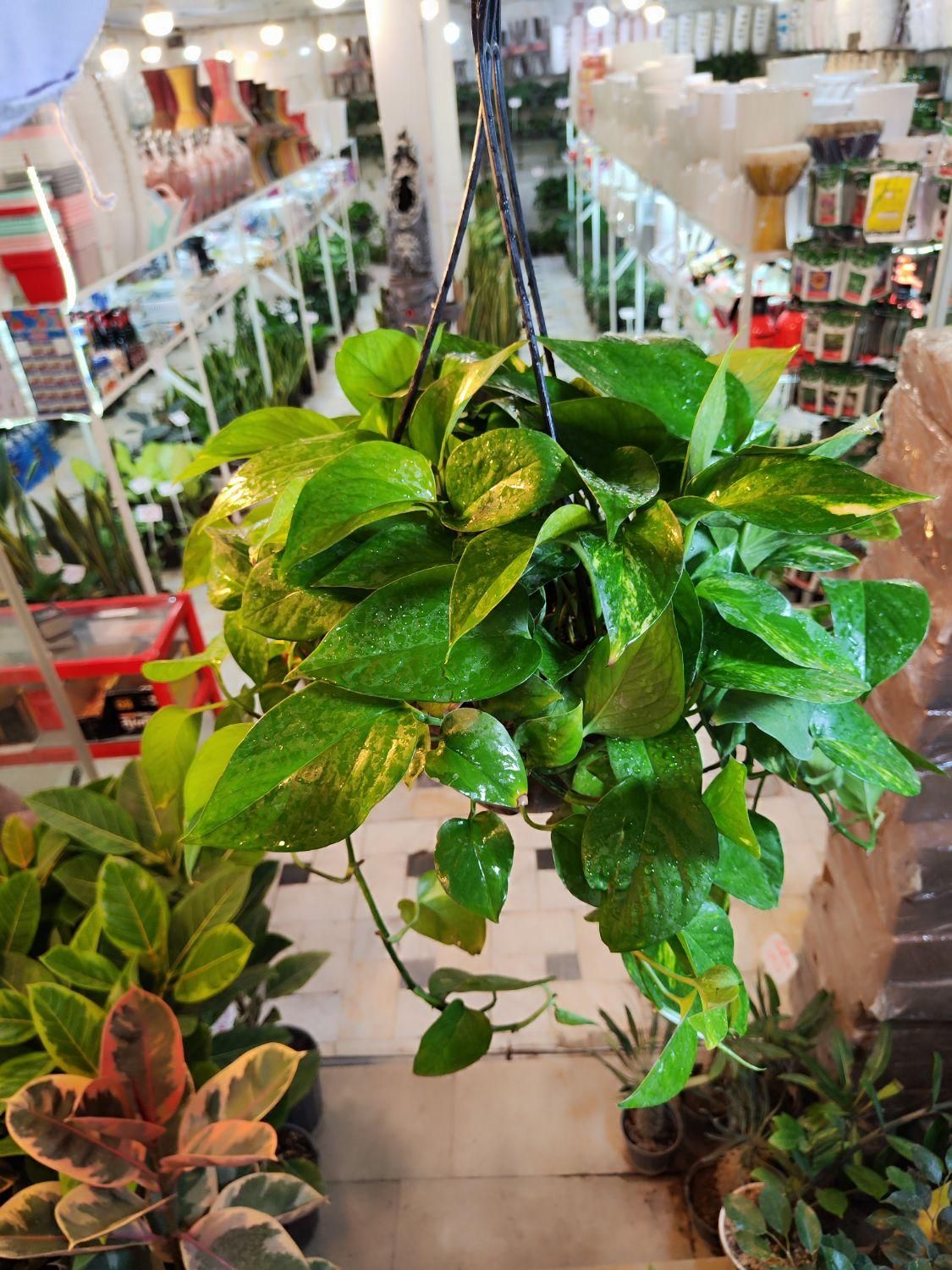 گل آپارتمانی پتوس آویز دار بنجامین آگلونما قاشقی|گل و گیاه طبیعی|قم, نیروگاه|دیوار