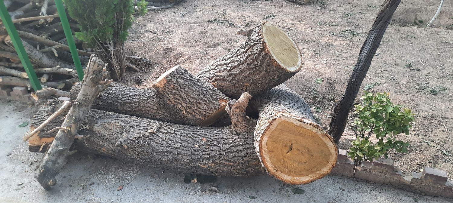 خریدارچوب درختان خیس وخشک صنعتی وزغالی|خدمات باغبانی و درختکاری|تهران, عبدلآباد|دیوار